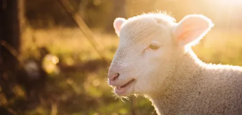 Alle Unternehmen zum Thema Gutes für Tiere